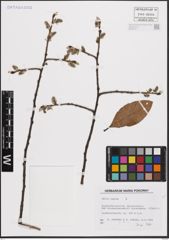 Foto von Salix caprea L.